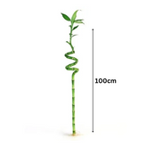 Lucky Bamboo Spiral 100cm