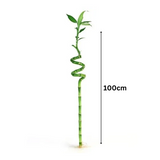 Lucky Bamboo Spiral 100cm