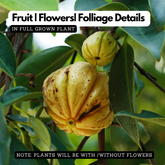 Malabar Tamarind / Kudampuli (Grafted) (Garcinia cambogia) Fruit Live Plant (Home & Garden)