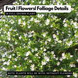 Khufiya | Cuphea Hyssopifolia (Kufiya) Mexican Heather | False Heather Flowering/Ornamental Live Plant (Home & Garden)