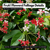 Madhumalati / Rangoon Creeper (combretum indicum)- Flowering/Ornamental/Live Plant (Home & Garden)