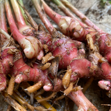 Red Ginger Rhizome / Chuvanna Inchi