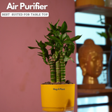 Lotus Bamboo / Lucky Bamboo - Live Plant (With Self-Watering Pot & Plant)