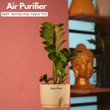 Zamioculcas zamiifolia ƒ??Zenziƒ?? Dwarf ZZ Plant- Live Plant (With Self-Watering Pot & Plant)