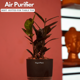 Zamioculcas Raven / Black ZZ Plant (Zamioculcas zamiifolia)- Live Plant (With Self-Watering Pot & Plant) (Home & Garden)