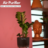 Zamioculcas zamiifolia ƒ??Zenziƒ?? Dwarf ZZ Plant- Live Plant (With Self-Watering Pot & Plant)