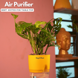 Monstera Adansonii | Broken Heart Plant- Live Plant (With Self-Watering Pot & Plant)