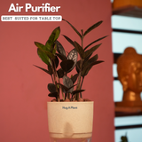 Zamioculcas Raven / Black ZZ Plant (Zamioculcas zamiifolia)- Live Plant (With Self-Watering Pot & Plant) (Home & Garden)