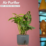 Monstera Adansonii | Broken Heart Plant- Live Plant (With Self-Watering Pot & Plant)