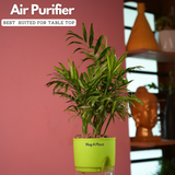 Chamaedorea Palm (Chamaedorea seifrizii) - Live Plant (With Self-Watering Pot & Plant)