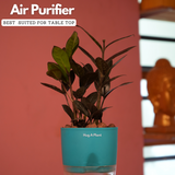 Zamioculcas Raven / Black ZZ Plant (Zamioculcas zamiifolia)- Live Plant (With Self-Watering Pot & Plant) (Home & Garden)