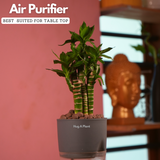 Lotus Bamboo / Lucky Bamboo - Live Plant (With Self-Watering Pot & Plant)