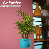 Chamaedorea Palm (Chamaedorea seifrizii) - Live Plant (With Self-Watering Pot & Plant)