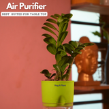 Zamioculcas zamiifolia ƒ??Zenziƒ?? Dwarf ZZ Plant- Live Plant (With Self-Watering Pot & Plant)