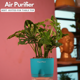 Monstera Adansonii | Broken Heart Plant- Live Plant (With Self-Watering Pot & Plant)