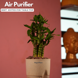 Lotus Bamboo / Lucky Bamboo - Live Plant (With Self-Watering Pot & Plant)