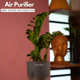 Zamioculcas zamiifolia ƒ??Zenziƒ?? Dwarf ZZ Plant- Live Plant (With Self-Watering Pot & Plant)