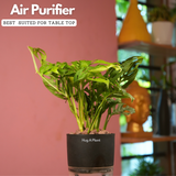 Monstera Adansonii | Broken Heart Plant- Live Plant (With Self-Watering Pot & Plant)