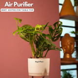 Monstera Adansonii | Broken Heart Plant- Live Plant (With Self-Watering Pot & Plant)