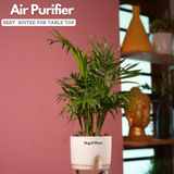 Chamaedorea Palm (Chamaedorea seifrizii) - Live Plant (With Self-Watering Pot & Plant)