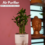 Lotus Bamboo / Lucky Bamboo - Live Plant (With Self-Watering Pot & Plant)