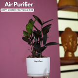 Zamioculcas Raven / Black ZZ Plant (Zamioculcas zamiifolia)- Live Plant (With Self-Watering Pot & Plant) (Home & Garden)