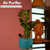 Zamioculcas zamiifolia ƒ??Zenziƒ?? Dwarf ZZ Plant- Live Plant (With Self-Watering Pot & Plant)