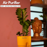 Zamioculcas zamiifolia ƒ??Zenziƒ?? Dwarf ZZ Plant- Live Plant (With Self-Watering Pot & Plant)