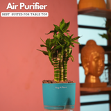 Lotus Bamboo / Lucky Bamboo - Live Plant (With Self-Watering Pot & Plant)