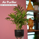 Chamaedorea Palm (Chamaedorea seifrizii) - Live Plant (With Self-Watering Pot & Plant)