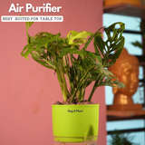 Monstera Adansonii | Broken Heart Plant- Live Plant (With Self-Watering Pot & Plant)