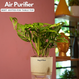 Monstera Adansonii | Broken Heart Plant- Live Plant (With Self-Watering Pot & Plant)