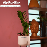 Zamioculcas zamiifolia ƒ??Zenziƒ?? Dwarf ZZ Plant- Live Plant (With Self-Watering Pot & Plant)