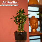 Lotus Bamboo / Lucky Bamboo - Live Plant (With Self-Watering Pot & Plant)