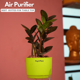 Zamioculcas Raven / Black ZZ Plant (Zamioculcas zamiifolia)- Live Plant (With Self-Watering Pot & Plant) (Home & Garden)