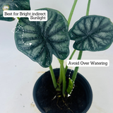 Alocasia Dragon Scale - Live Plant (Home & Garden)