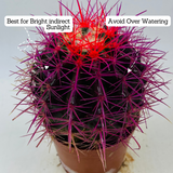 Ball Cactus Purple (echinocactus grusonii) - Live Plant (Home & Graden)