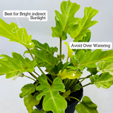 Philodendron Xanadu Golden (Thaumatophyllum xanadu)- Live Plant (Home & Garden)