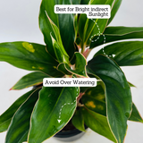 Aglaonema Sapphire Pink- Live Plant (Home & Garden)