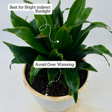 Dracaena Compacta - Live Plant in 12cm Pot (Home & Garden)