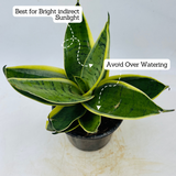 Sansevieria Snow White / Snake Plant (Dracaena trifasciata)- Live Plant in pot (Home & Garden)