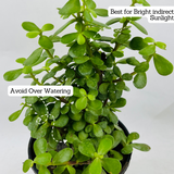 Jade Plant (Crassula Argentea) - Live Plant in 13cm Pot (Home & Garden)