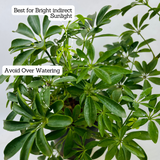 Schefflera- Live Plant (Home & Garden)