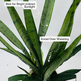 Sansevieria Silver Princess / Snake Plant (Sansevieria trifasciata)- Live Plant in 12cm Pot (Home & Garden)