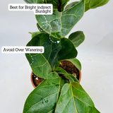 Ficus Lyrata | Fiddle Leaf Fig - Live Plant in 6inch Pot (Home & Garden)