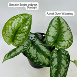 Silver Pictus / Silver Satin Pothos - Live Plant (Home & Garden)