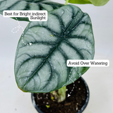 Alocasia Silver Dragon- Live Plant (Home & Garden)