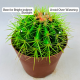 Ball Cactus Green (echinocactus grusonii) - Live Plant (Home & Graden)