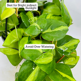 Philodendron Oxycardium Brasil With Hanging Pot (Home & Garden)