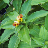 Insulin Plant Rhizome (Chamaecostus cuspidatus)